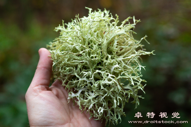 青苔图片素材