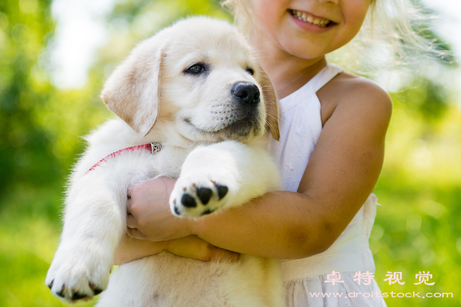 幼犬图片素材