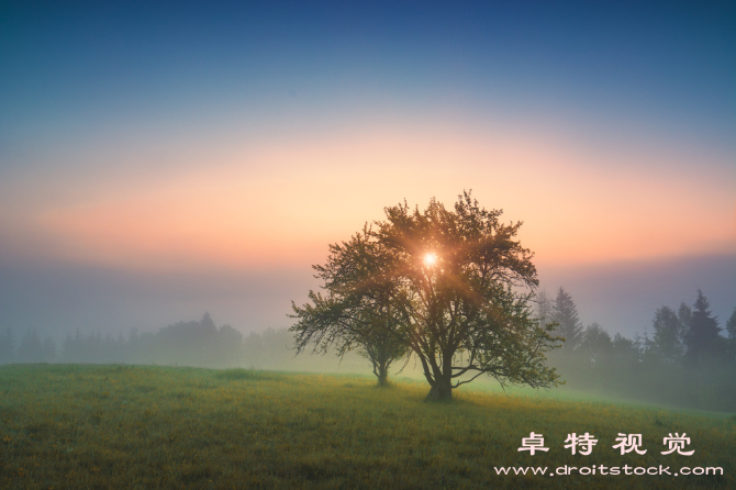 风景树图片素材