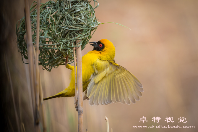 牛郎织女图片素材