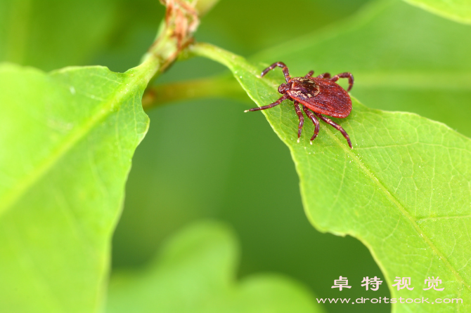 螨虫图片素材