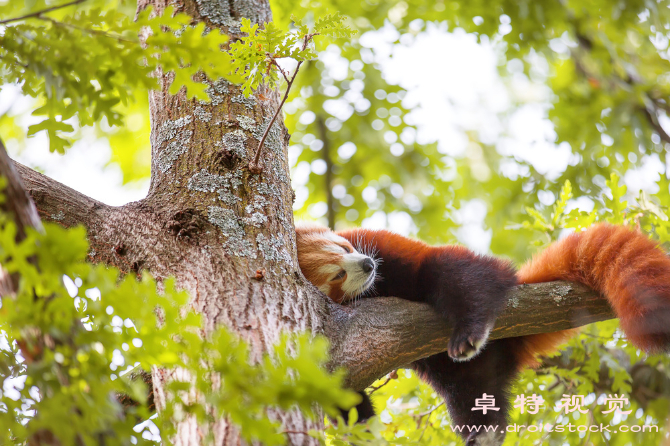 小熊猫图片