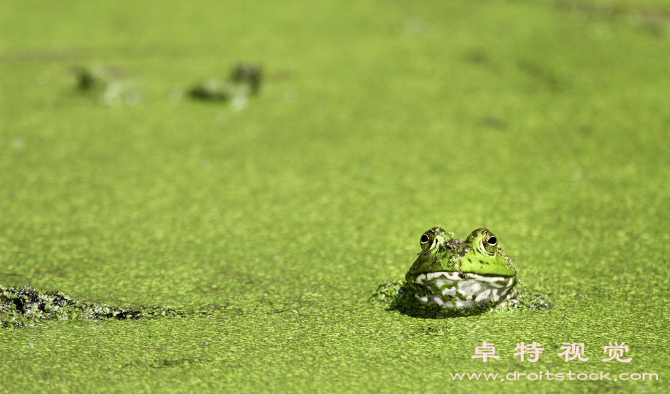 牛蛙图片