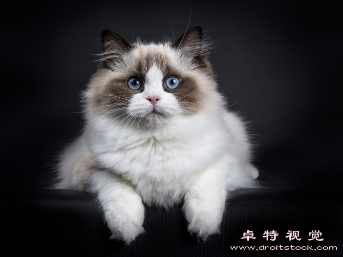 黑猫图片