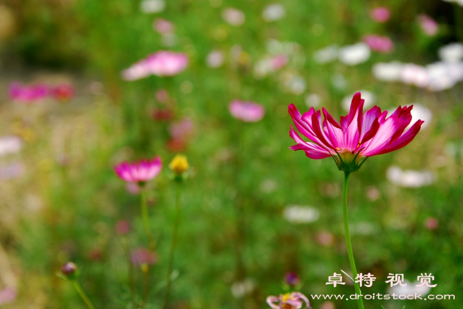 格桑花图片