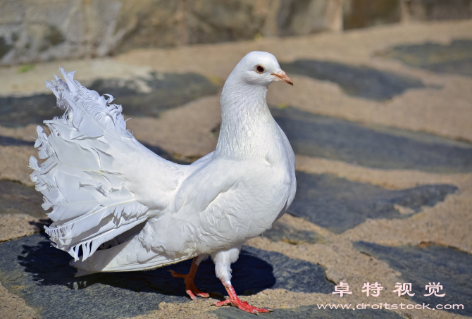 和平鸽视频