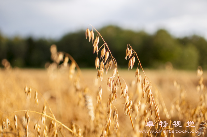 燕麦图片