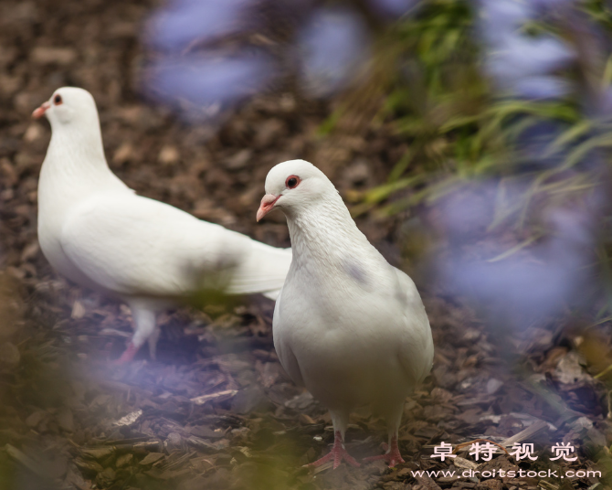 鸽子图片