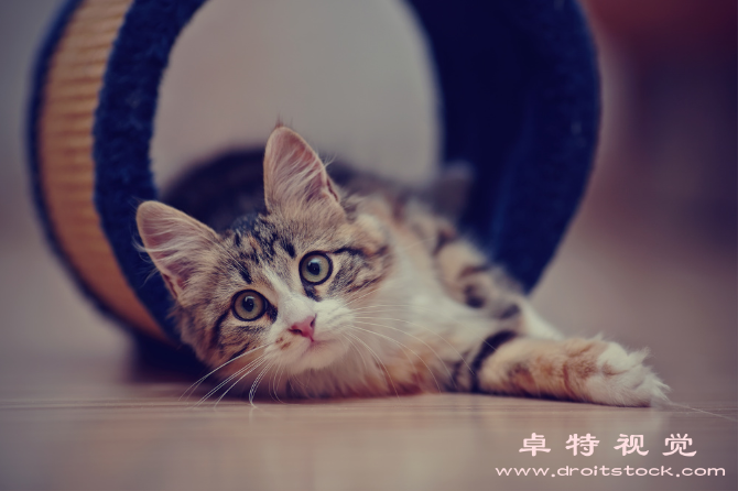 猫的图片