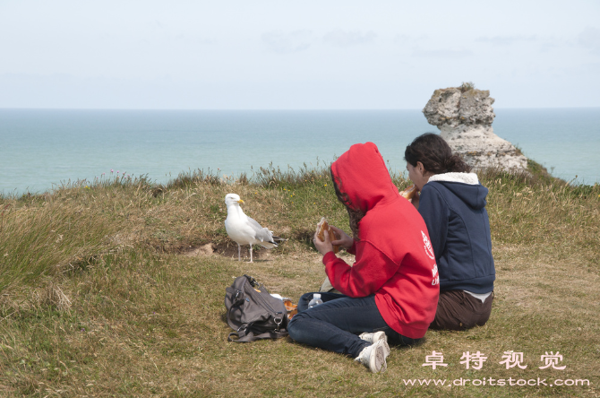 海鸥图片