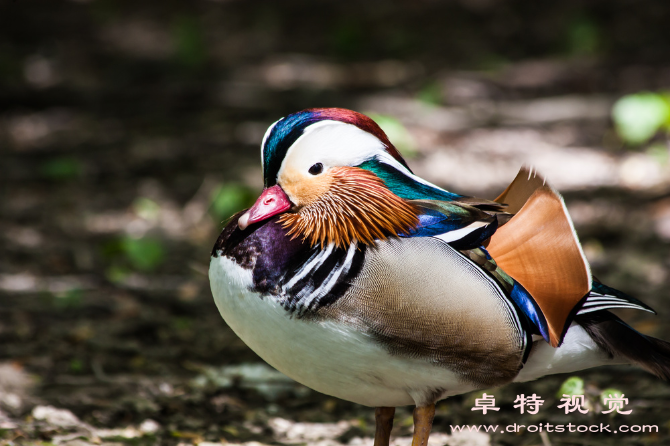 鸳鸯图片