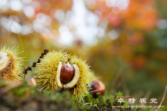 马蹄图片