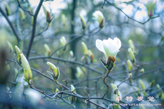 玉兰花图片素材，商用人像图片