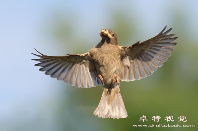 麻雀小小身躯巨大力量的鸟类宝藏