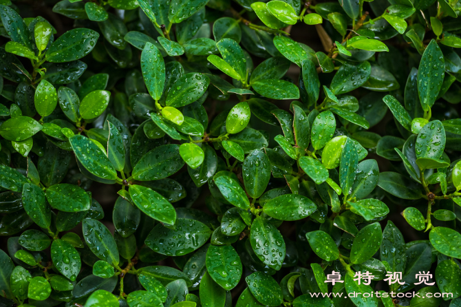 榕树图片素材，商用图片素材