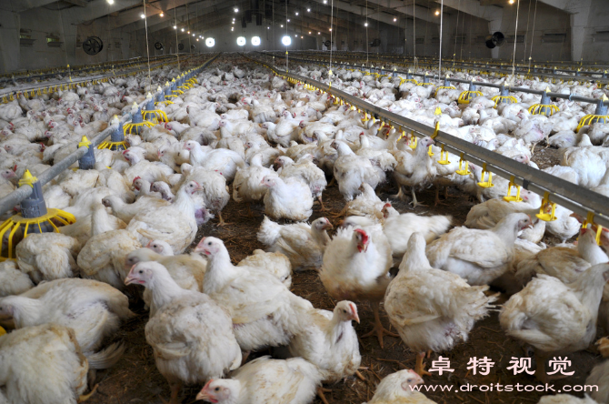 鸡的生物特征和习性