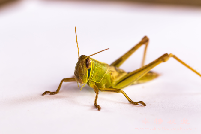 了解蚂蚱小小昆虫大能量