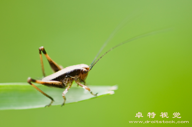 蚂蚱图片素材，可商用免费图片