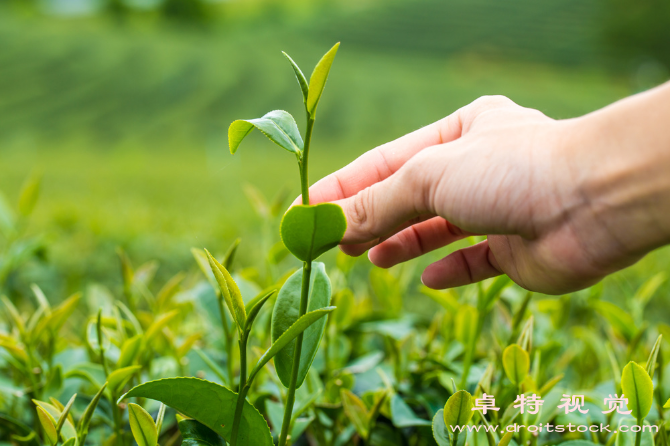 茶园探索茶叶文化的绿色乐园