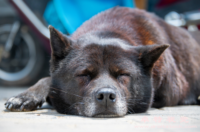 中华田园犬图片素材，版权图片素材网