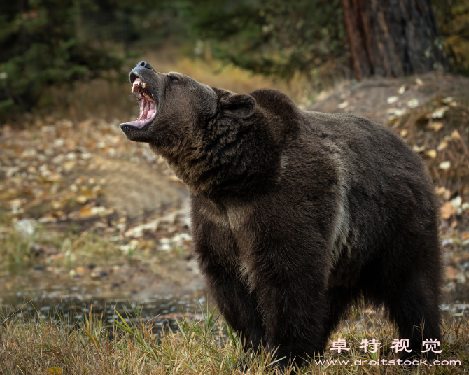 熊图片素材，图片设计素材网