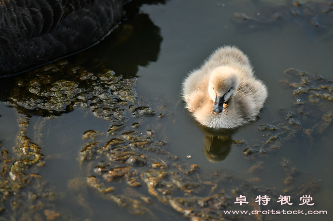 探寻丑小鸭的内心之美