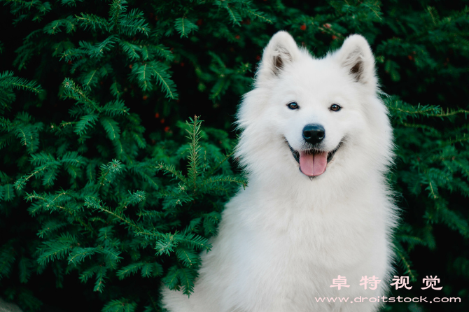 萨摩耶图片素材，连续的图片素材