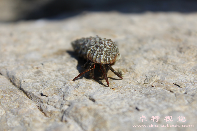 大龙虾盛宴餐桌上的海洋巨兽