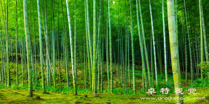 竹林图片素材，可商用图库网站