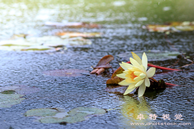 水草图片素材