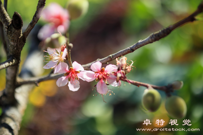 杏花春天的使者寓意吉祥