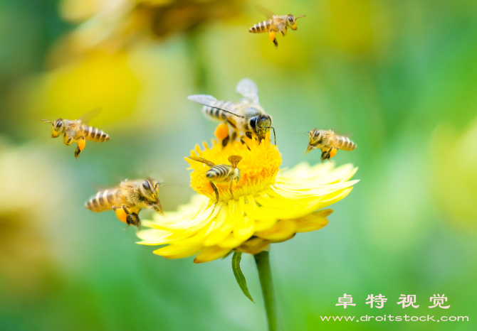 花图片素材，可商用的图片库