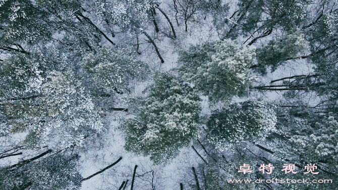 雪花飘冬日的纯净之美