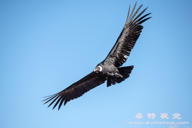 秃鹫图片素材，商业图库素材