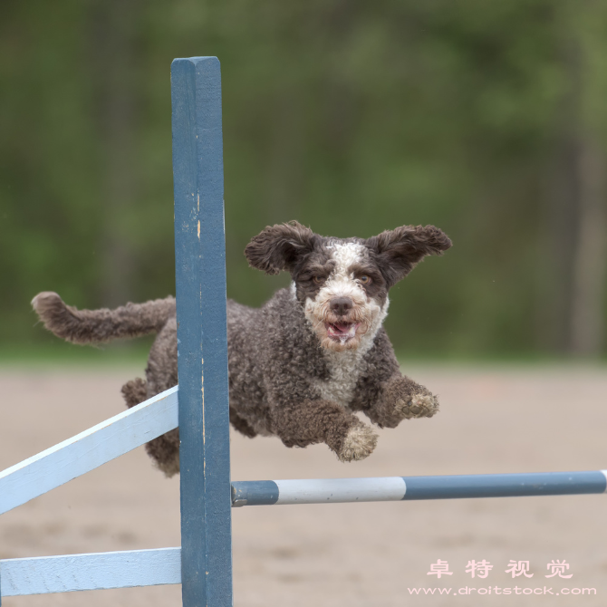 超越障碍向前飞翔跨栏训练的技巧和要点