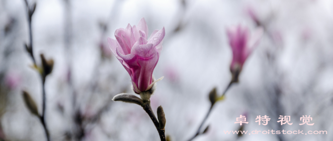 白玉兰花图片素材，图片免费素材