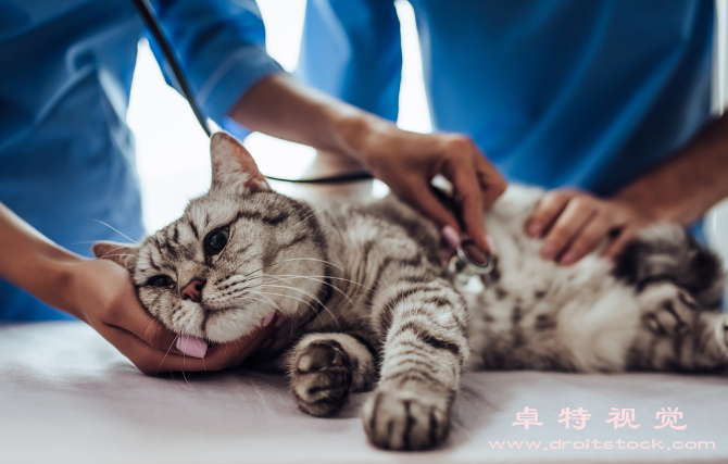 猫视频素材，版权视频素材