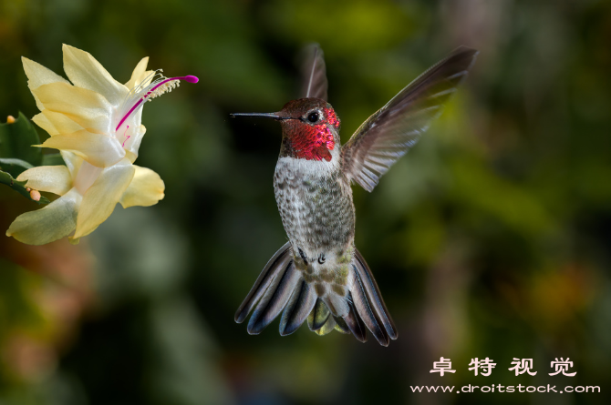 蜂鸟影视视频素材，视频素材库