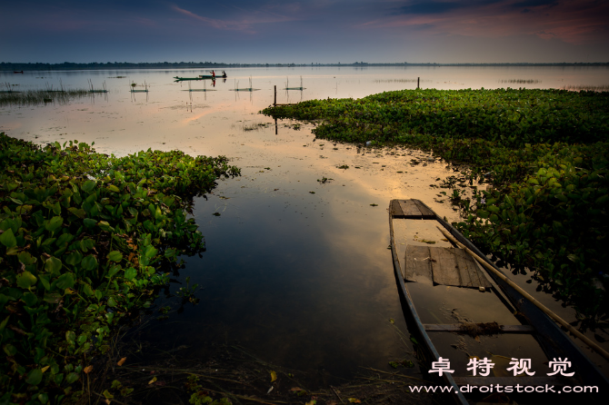 海花图片素材，可商用免费图片