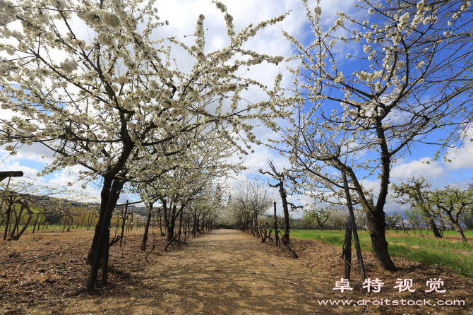 开心果树图片素材，高清风景素材