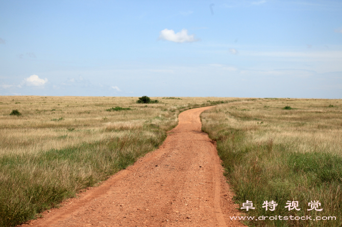 广袤无垠的大草原宛如自然的绿色王国