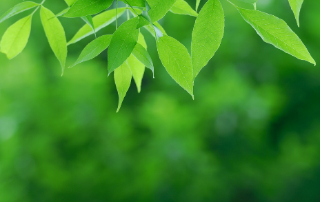 植物图片