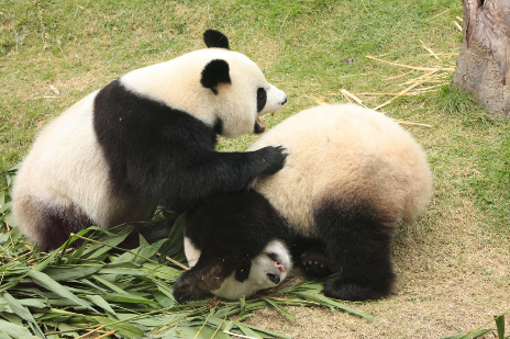 熊猫翻滚