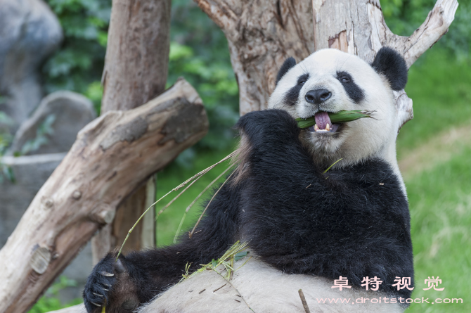 大熊猫的图片图片素材