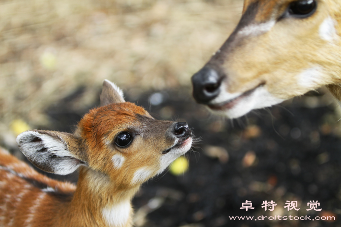 小鹿图片图片素材