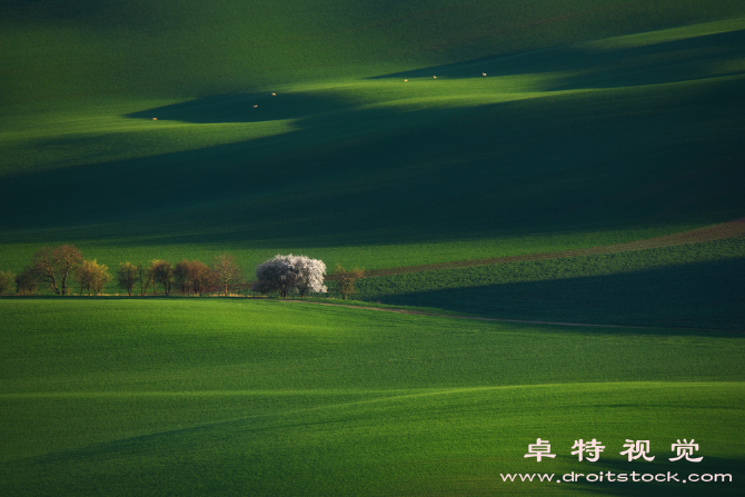 大白鹅图片素材