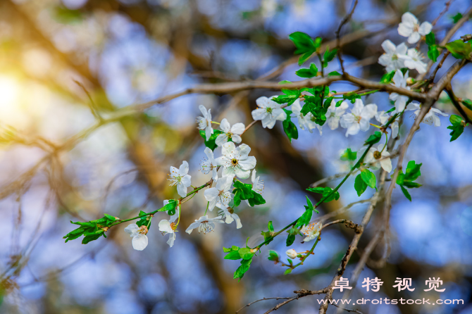 麦冬图片图片素材