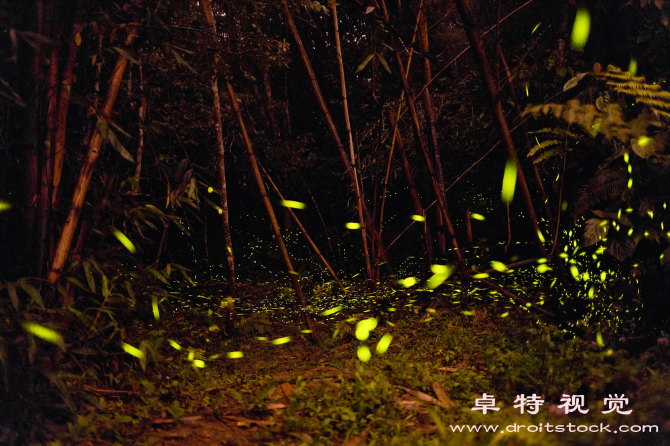 萤火虫素材图片素材