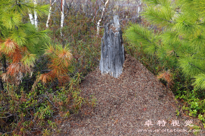 小草卡通图片图片素材