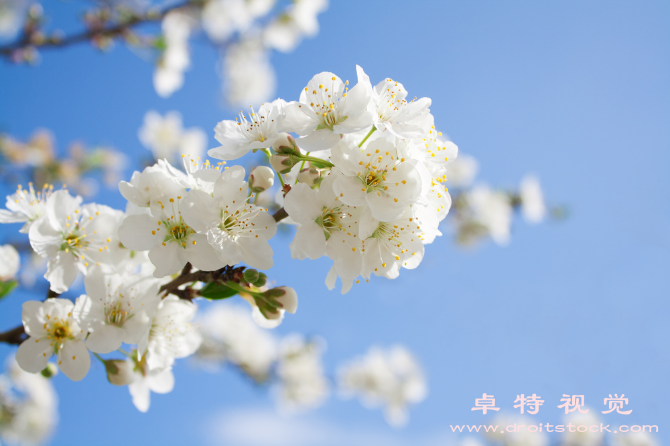 梅花背景图片素材